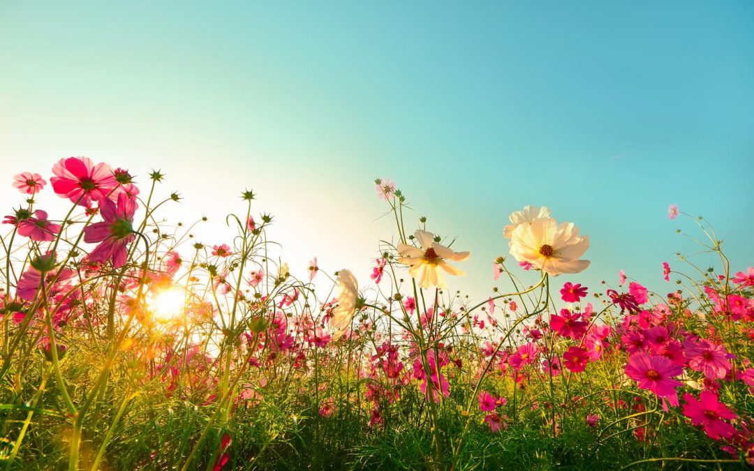 Inspiration pour l'été : les plus belles des fleurs à mettre dans son jardin  