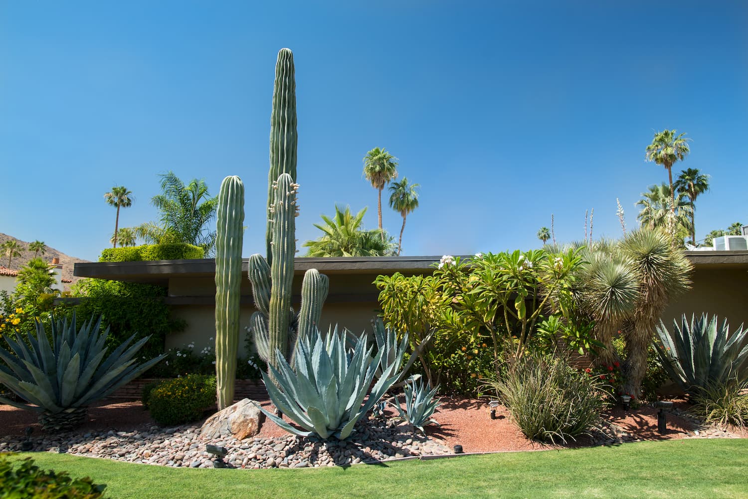 Guide complet du cactus : un air de désert dans son jardin