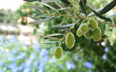 Comment mettre un olivier dans son jardin : conseils pratiques pour réussir la plantation