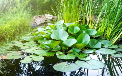 Plantes aquatiques faciles : comment végétaliser un bassin sans expertise particulière