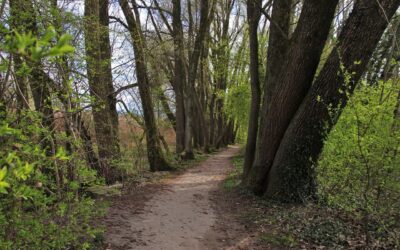 Des partenariats avec EcoTree sur la restauration des forêts